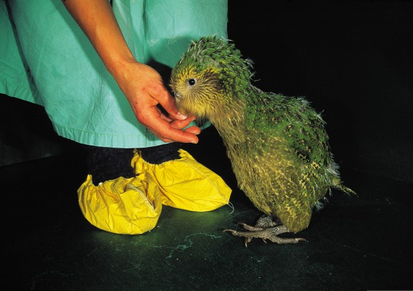 A caregiver is touching a Kakapo gently